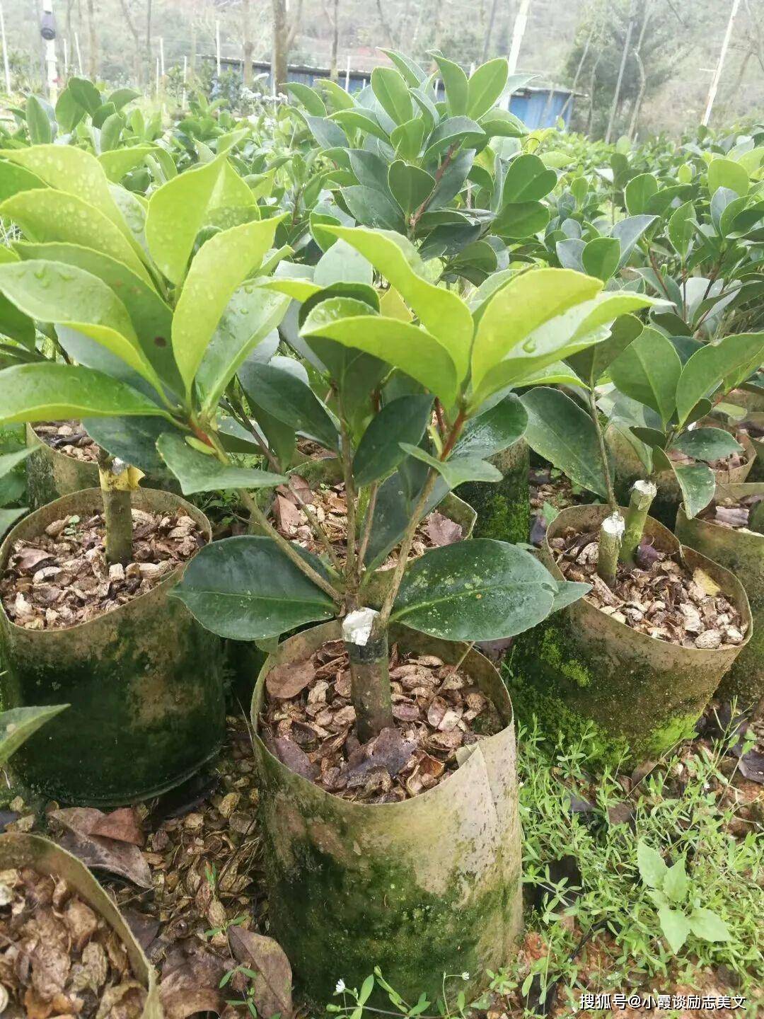 枝条_月季_茶花