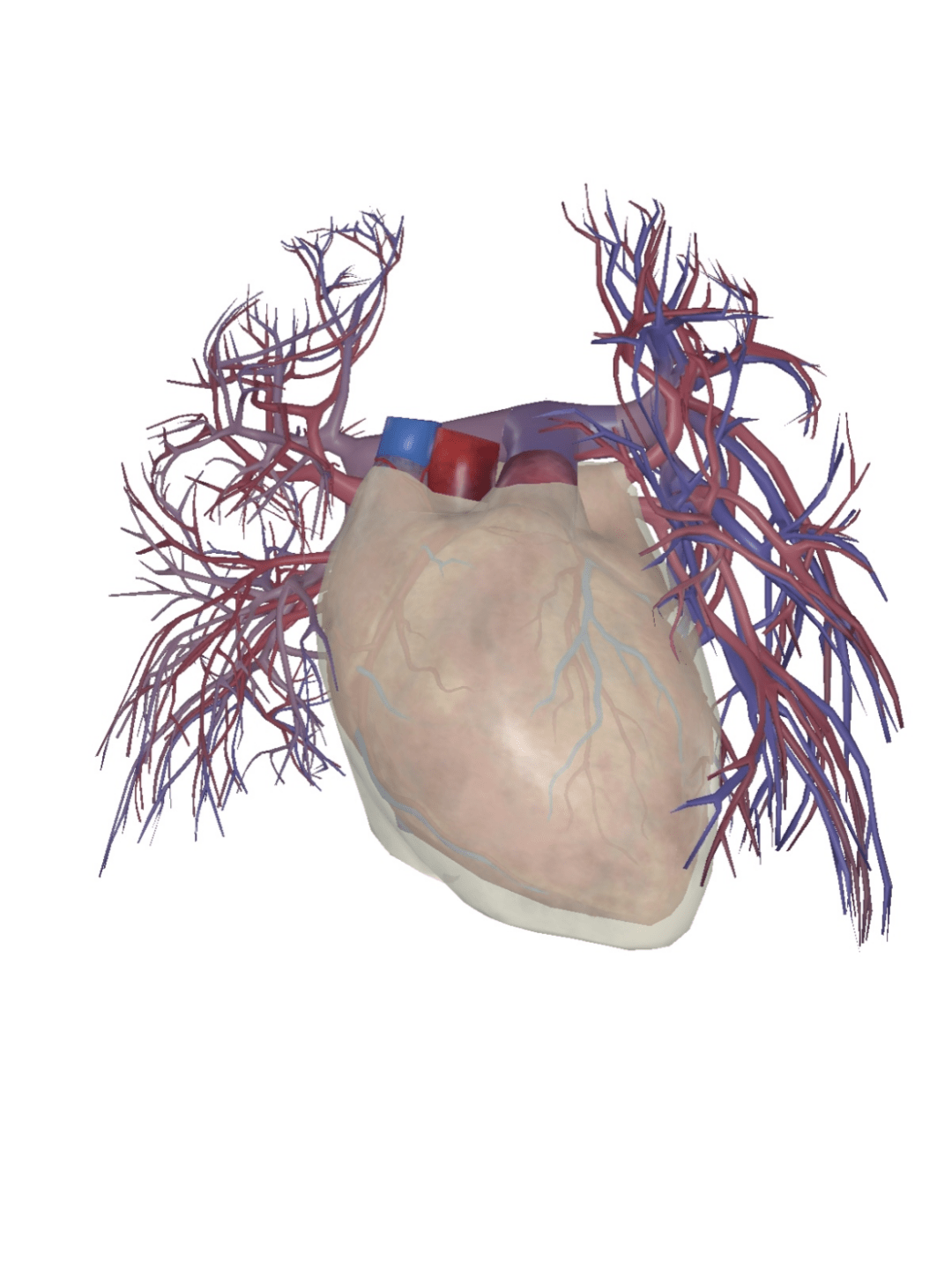 今日话题:how the cardiovascular system circulates?