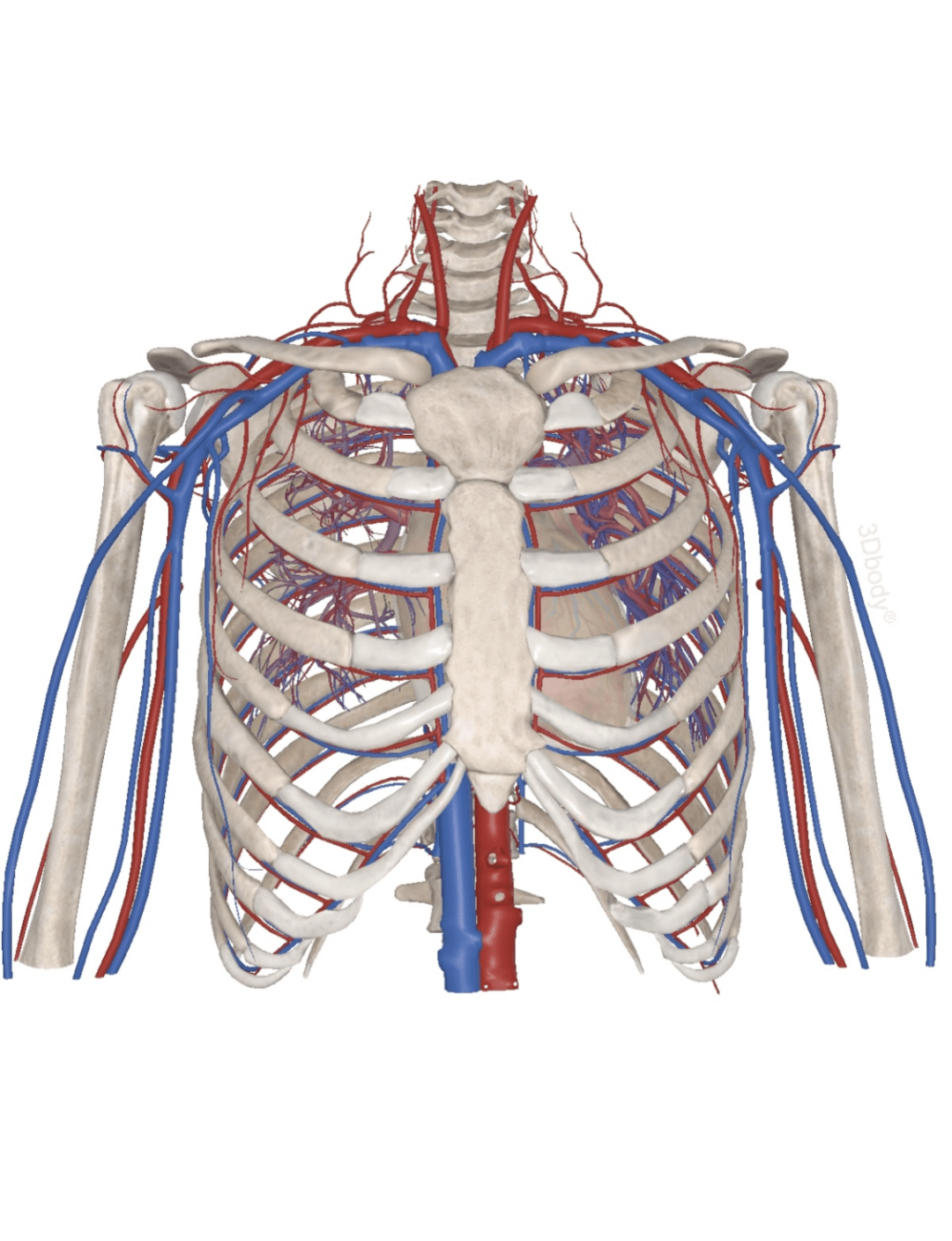 今日话题:how the cardiovascular system circulates?