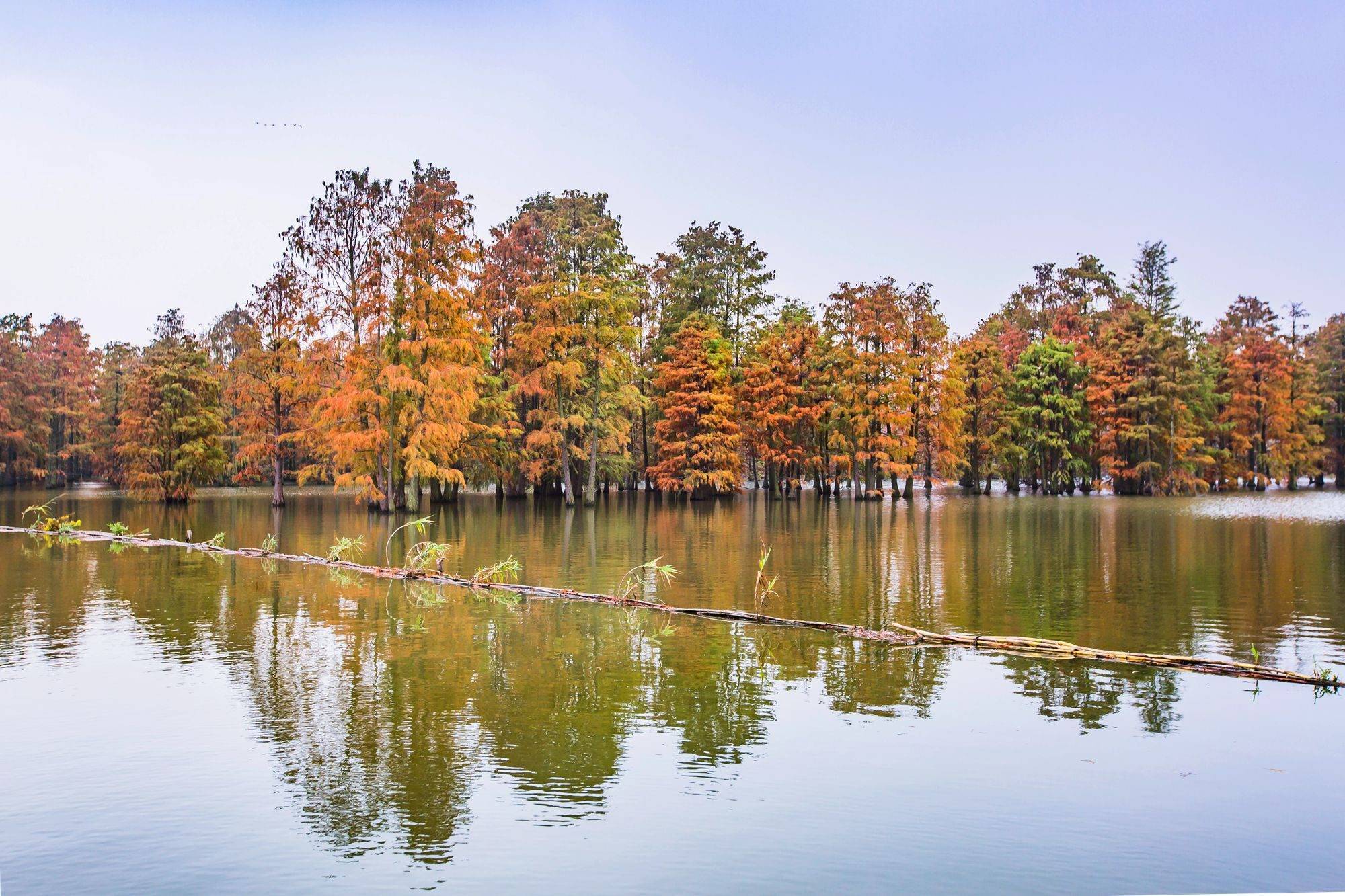 池杉湖湿地公园介绍图片