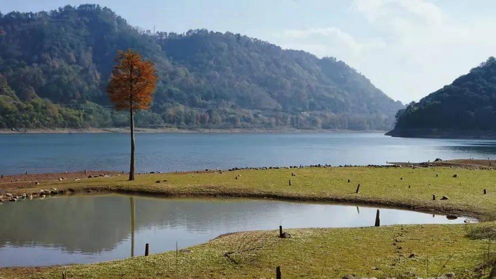 【乐行族|非周末休闲】11月30日,亭下湖孤独的杉树变红林了,溪口老街