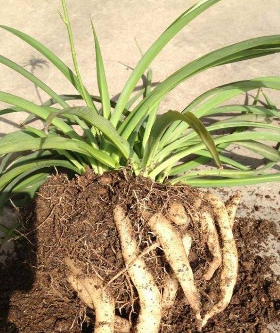 吊兰萝卜根除了从土壤中吸收水分养分以外,还有一个重要作用,就是储存