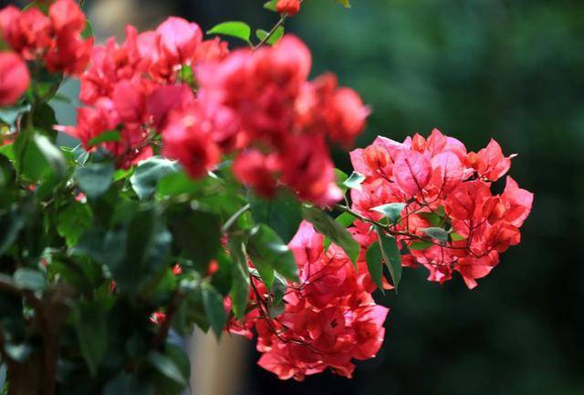 34,台湾省城市市花台北市——杜鹃花高雄市——朱槿嘉义市——玉兰