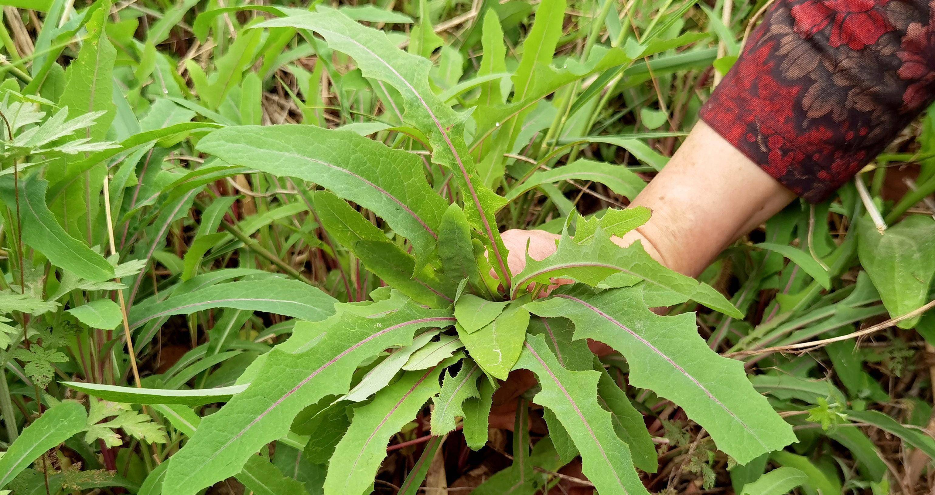 这菜抓紧吃,全身是宝,却常被当成杂草,炒鸡蛋真香