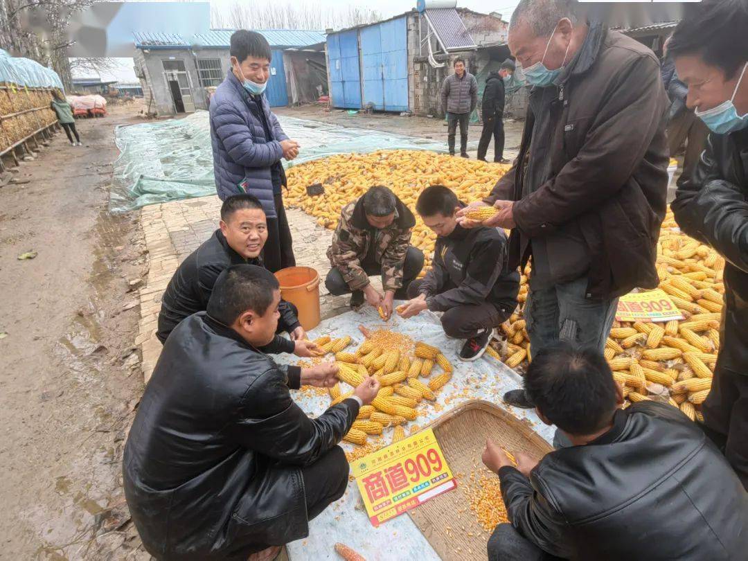 商道909丰收见证,种地大户的喜爱!_种业_梁山县_丰年