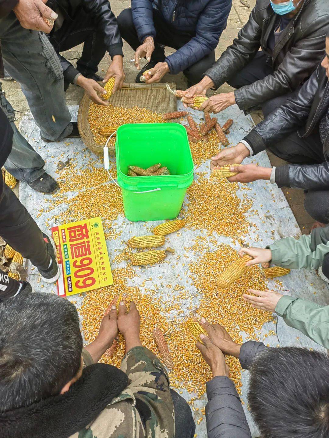 商道909丰收见证,种地大户的喜爱!_种业_梁山县_丰年