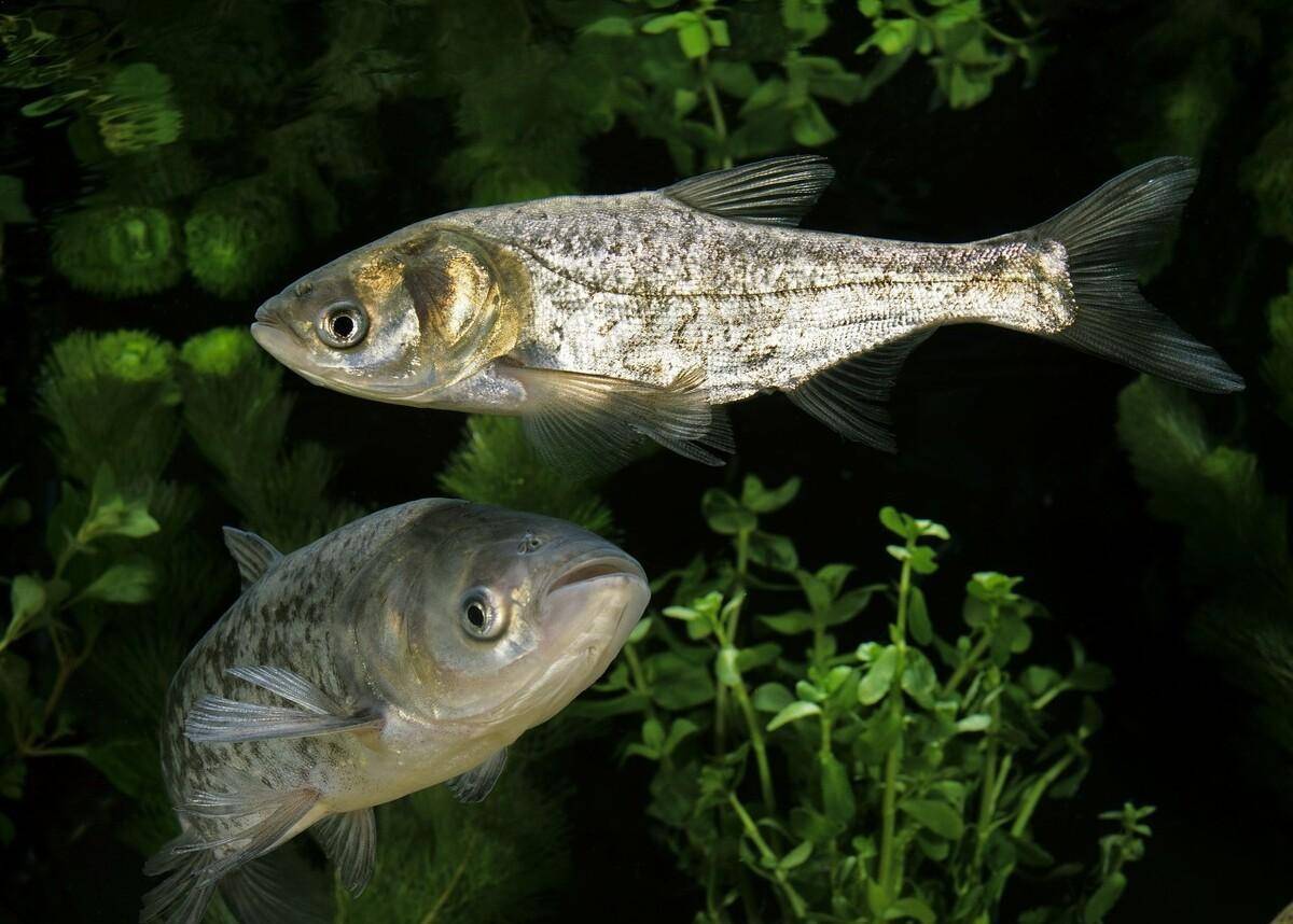 此魚肉質優良,卻被誤以為愛吃糞便,3元一斤沒人吃,魚:我冤枉_鰱魚