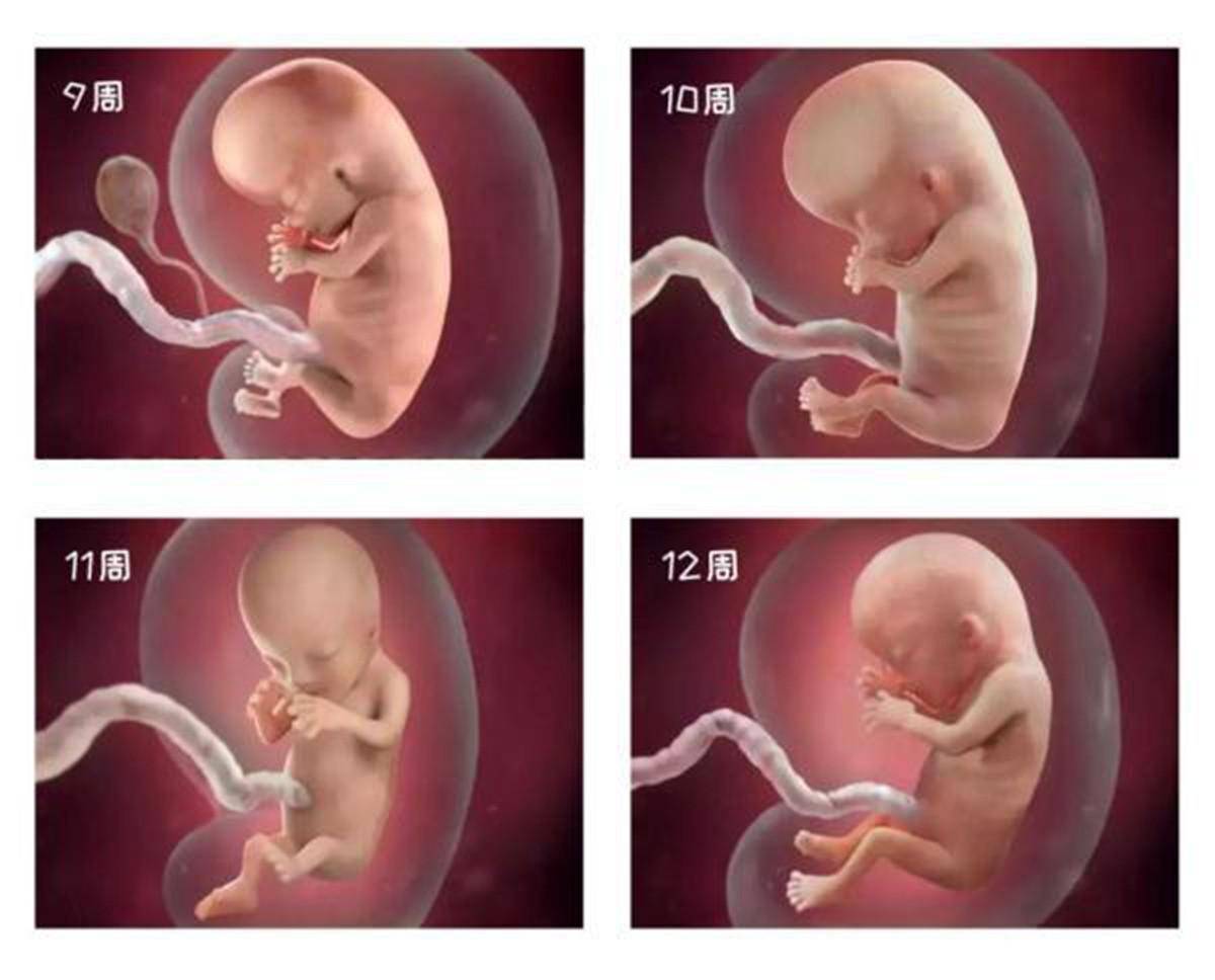 孕二月宝宝的变化：从＂小海马＂变成胎儿,生命真的很神奇
