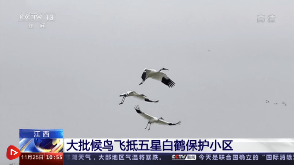 大批候鸟飞抵江西鄱阳湖 当地不断加强湿地环境保护和修复_白鹤_来源_天鹅