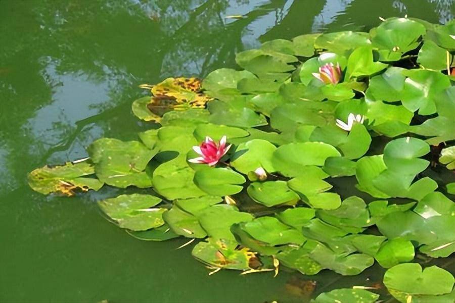 而睡莲脱离了群众,衍生产品香水,茶叶也产量少,价格昂贵,步入了奢侈品