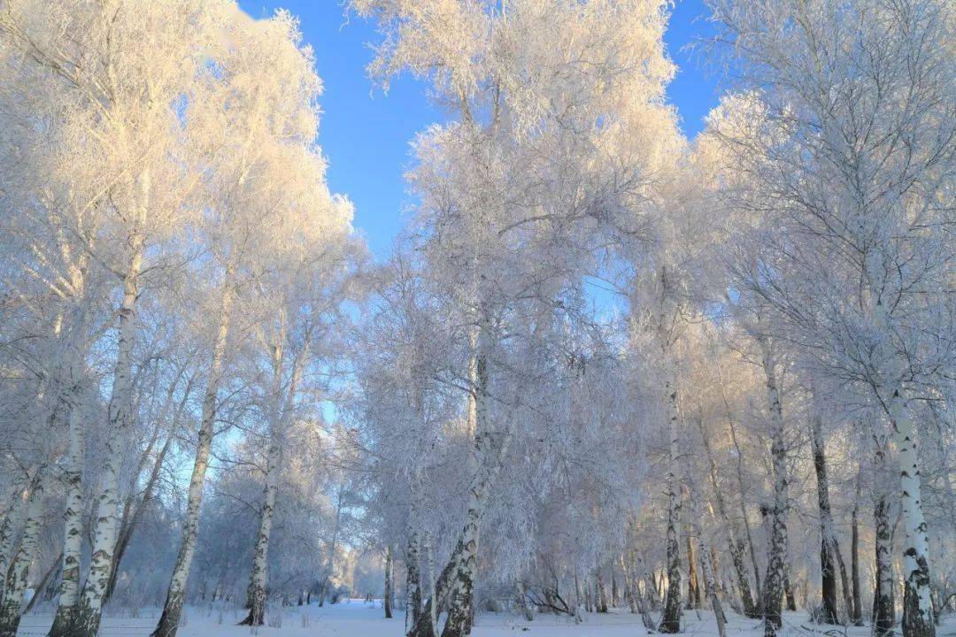 冬天的白桦林图片大全图片