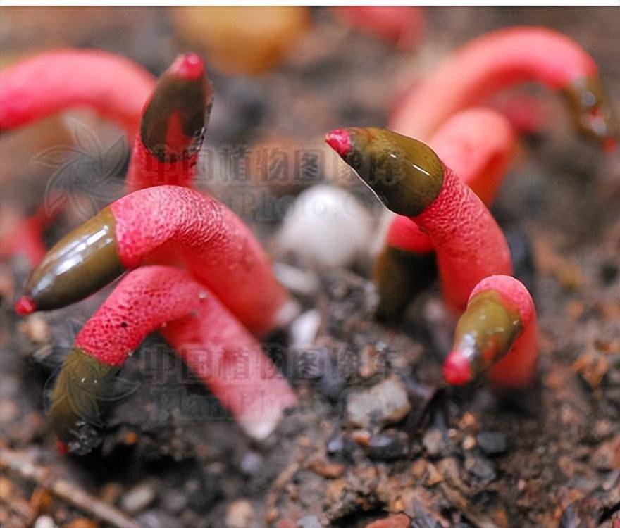 貌似竹荪,蛇头菌,为何老人警告要绕开走?_物种_羊肚菌_菌类