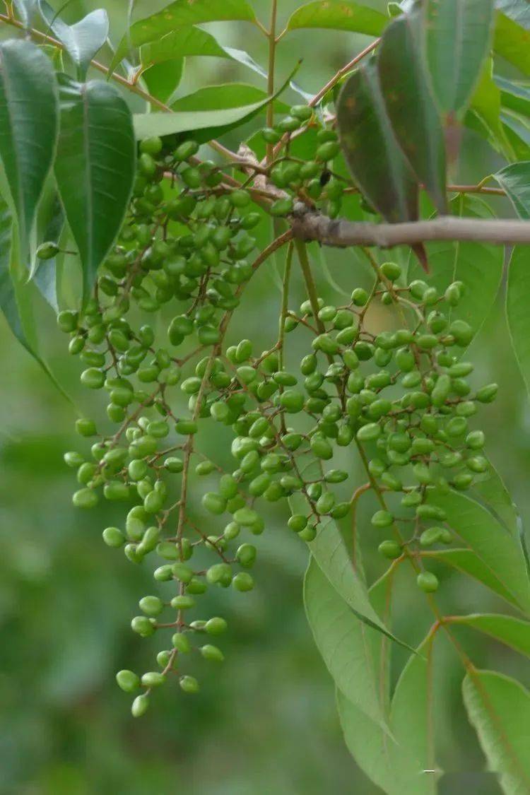 【你好!大自然】第244期:一叶知秋的野漆