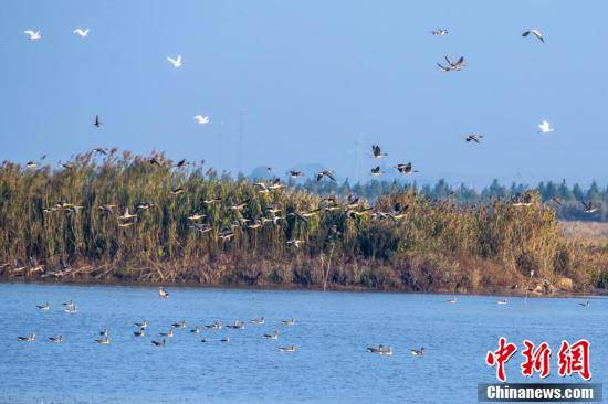 湖北洪湖湿地候鸟飞翔_湖面_保护_区成群