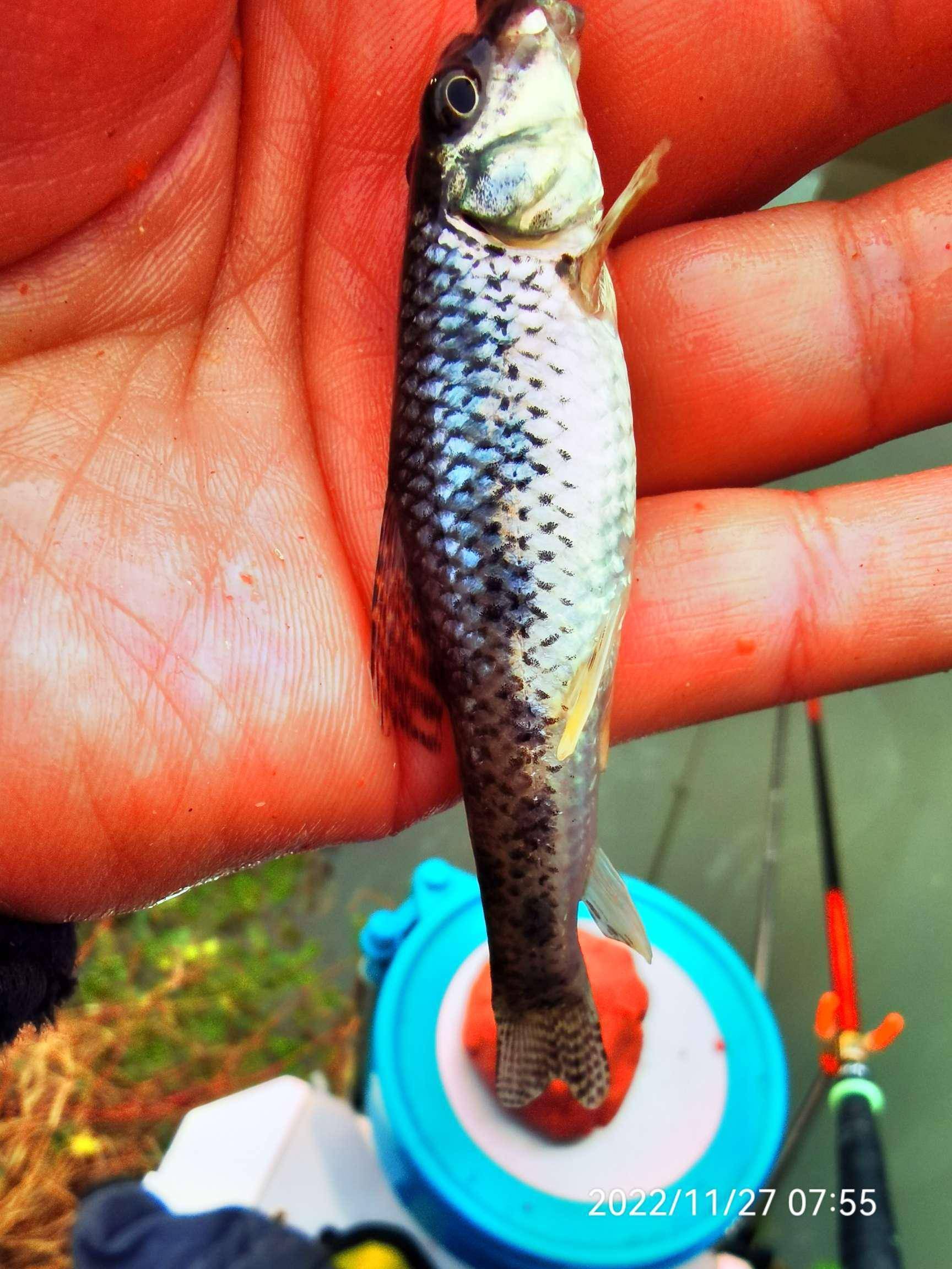 上魚的速度忒慢,不過品種倒是不少,奶鯽,麥穗,棒花,鰟鮍,大叔儘量把餌