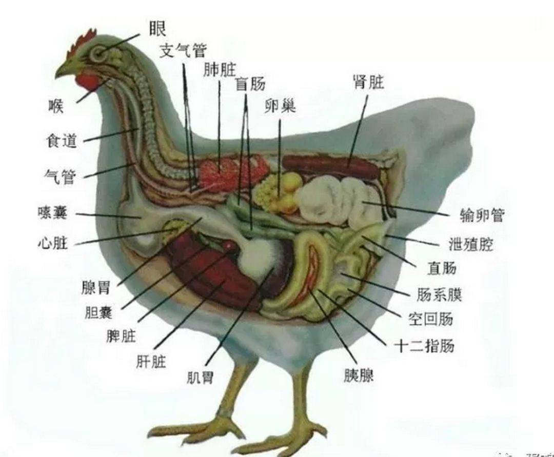 鸡苦胆位置图片