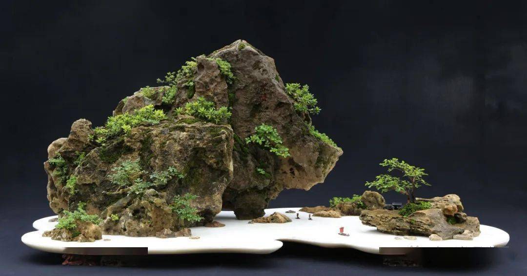 杜鹃,鸡骨石 高 65cm 盆长 150cm 张志刚作品问:您觉得现在中国的盆景