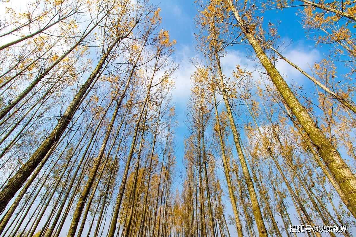 冬日的白杨林_落叶_牧童_和风
