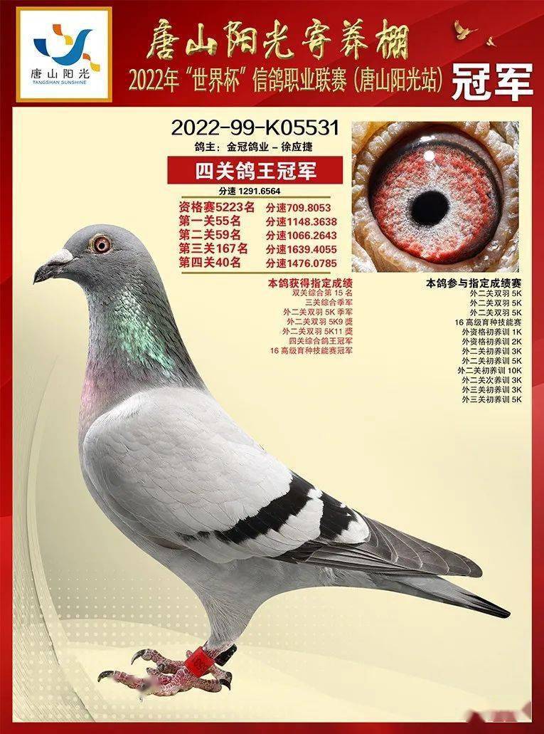 唐山阳光四关鸽王5名 院内鸽王亚军,长江鸽业拍回_世界杯_战绩_决赛