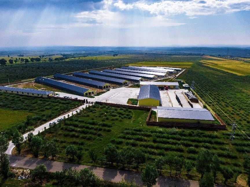 做一杯健康好羊奶,盛健羊乳臻心不改_养殖_奶山羊_技术