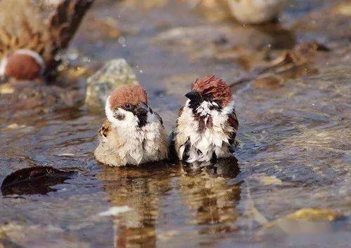 麻雀洗澡,一组有趣的图片!_网络综合_谢意