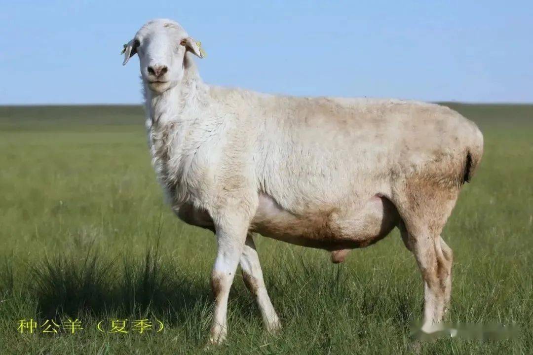 科技赋能畜牧业"芯"动力 呼伦贝尔市深入实施种业振兴