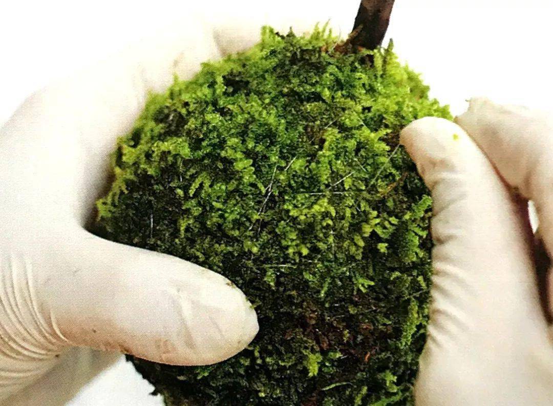 寻找制作苔藓球不散团的奥秘,六个步骤完成春意满满的苔藓球!