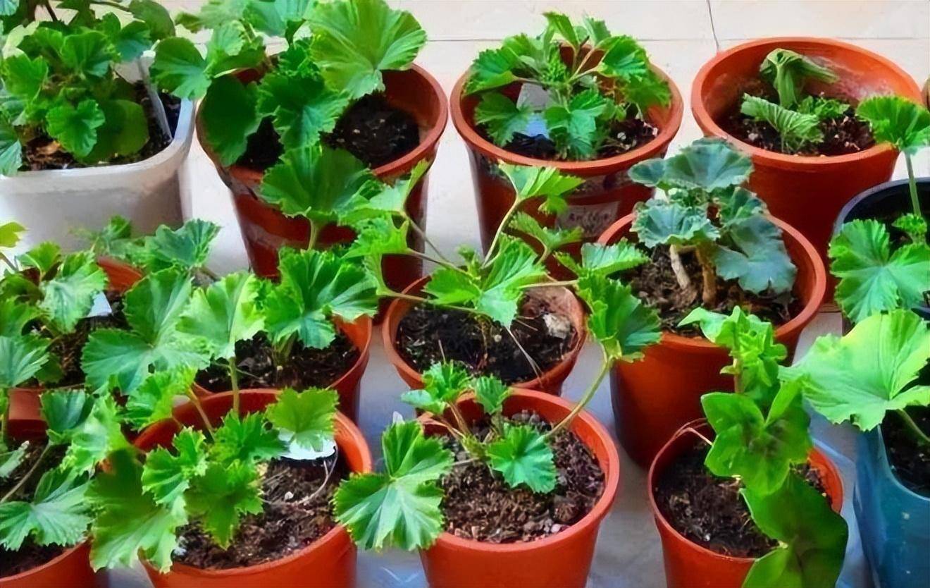 冬天如何让天竺葵养出"美感"?除了会"养",还要会"剪"_修剪_开花_养护