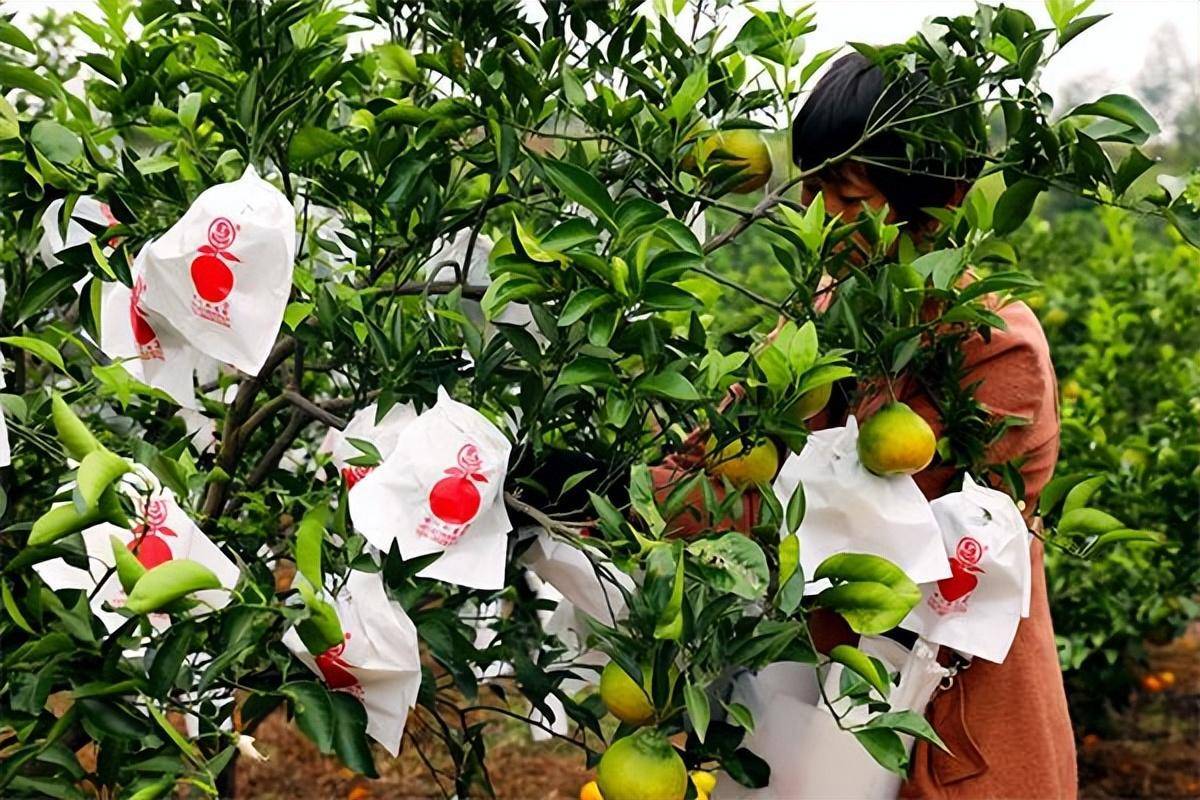 寒冬将至,柑橘树如何防寒防冻?_套袋_单果_低温