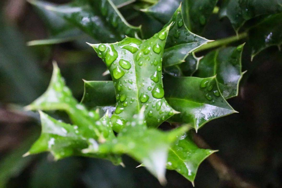 无畏风雨更向寒翠色欲滴,四时不凋铮铮枸骨红实繁刺破小寒青叶茂其他