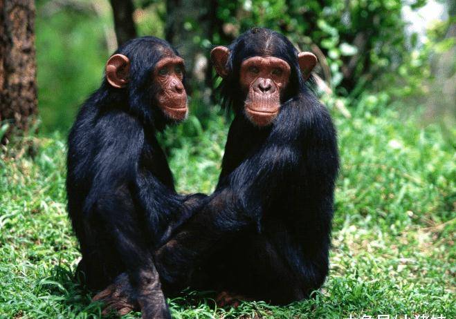 科学家推翻猿人进化论,真相人们能承受_猿猴_地球_生活