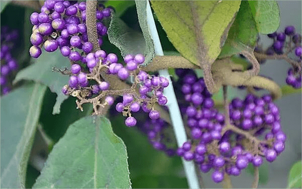 奇花異草-大葉紫珠_植物_中藥_灰白色