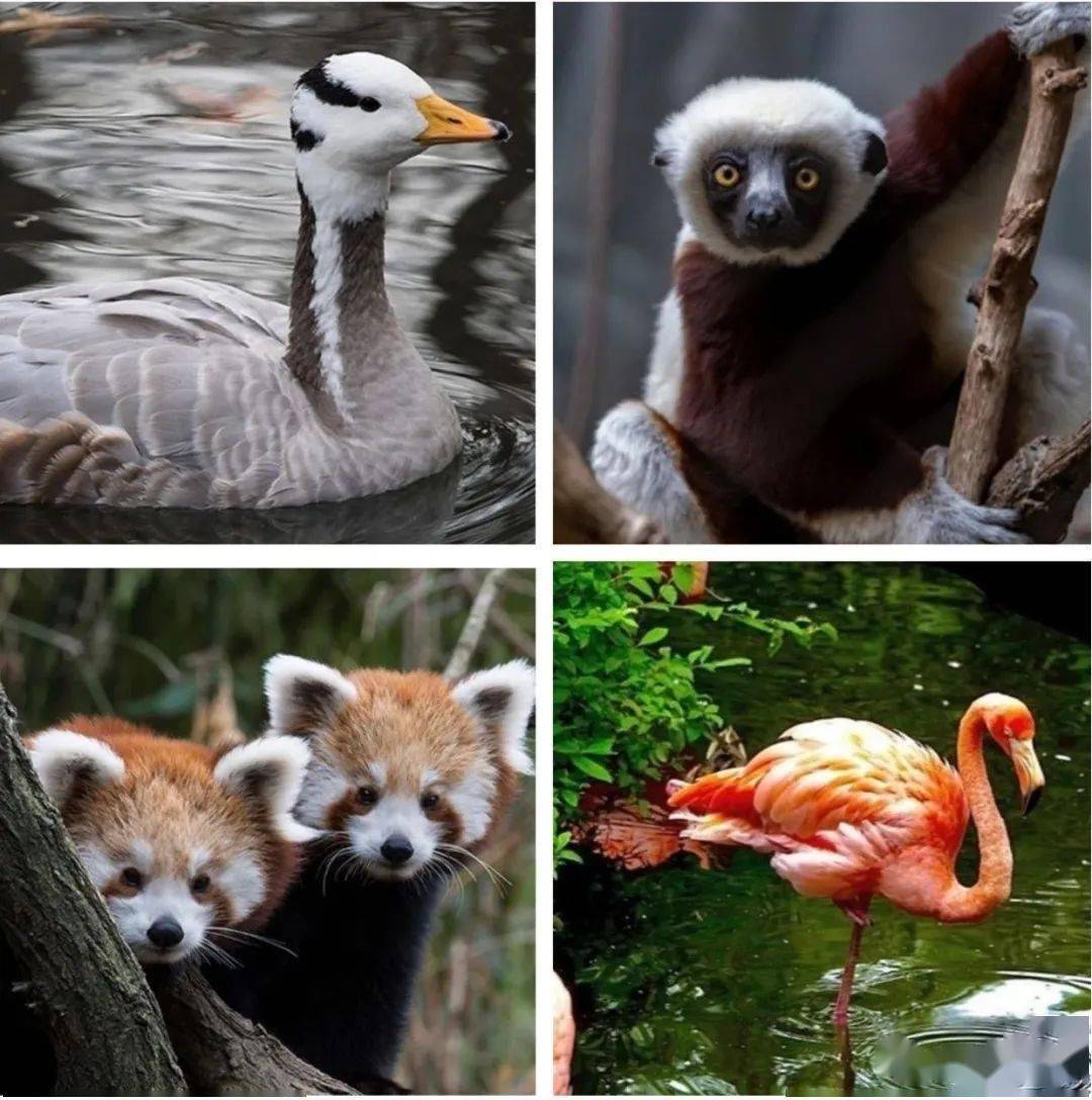 纽约市最大野生动物园-梦幻灯光秀回归啦!