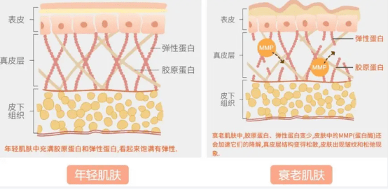 你到处在找的皮肤保养知识都在这儿丨龄动力健康馆_人体_弹性_肌肤