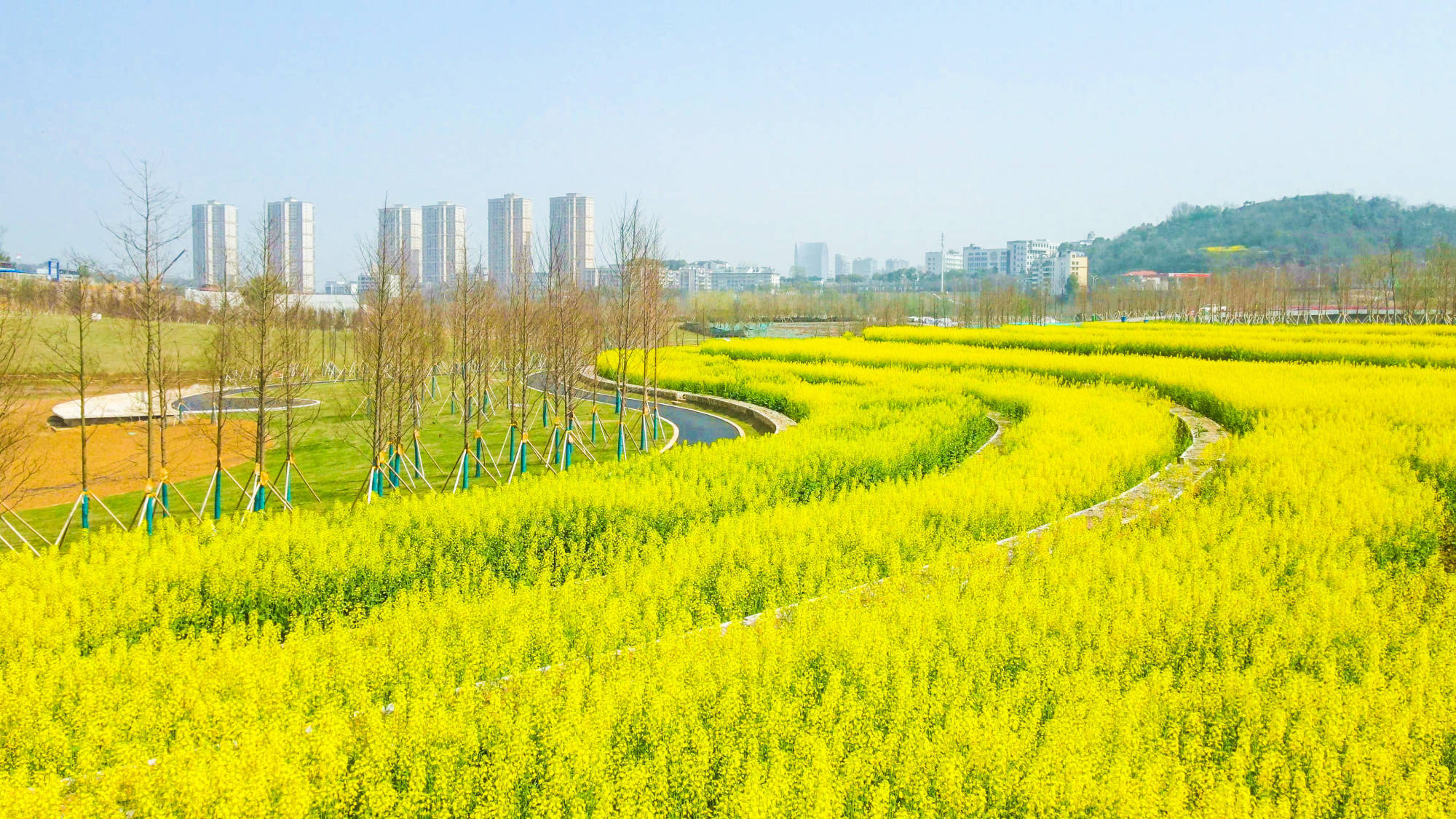 点军花海图片