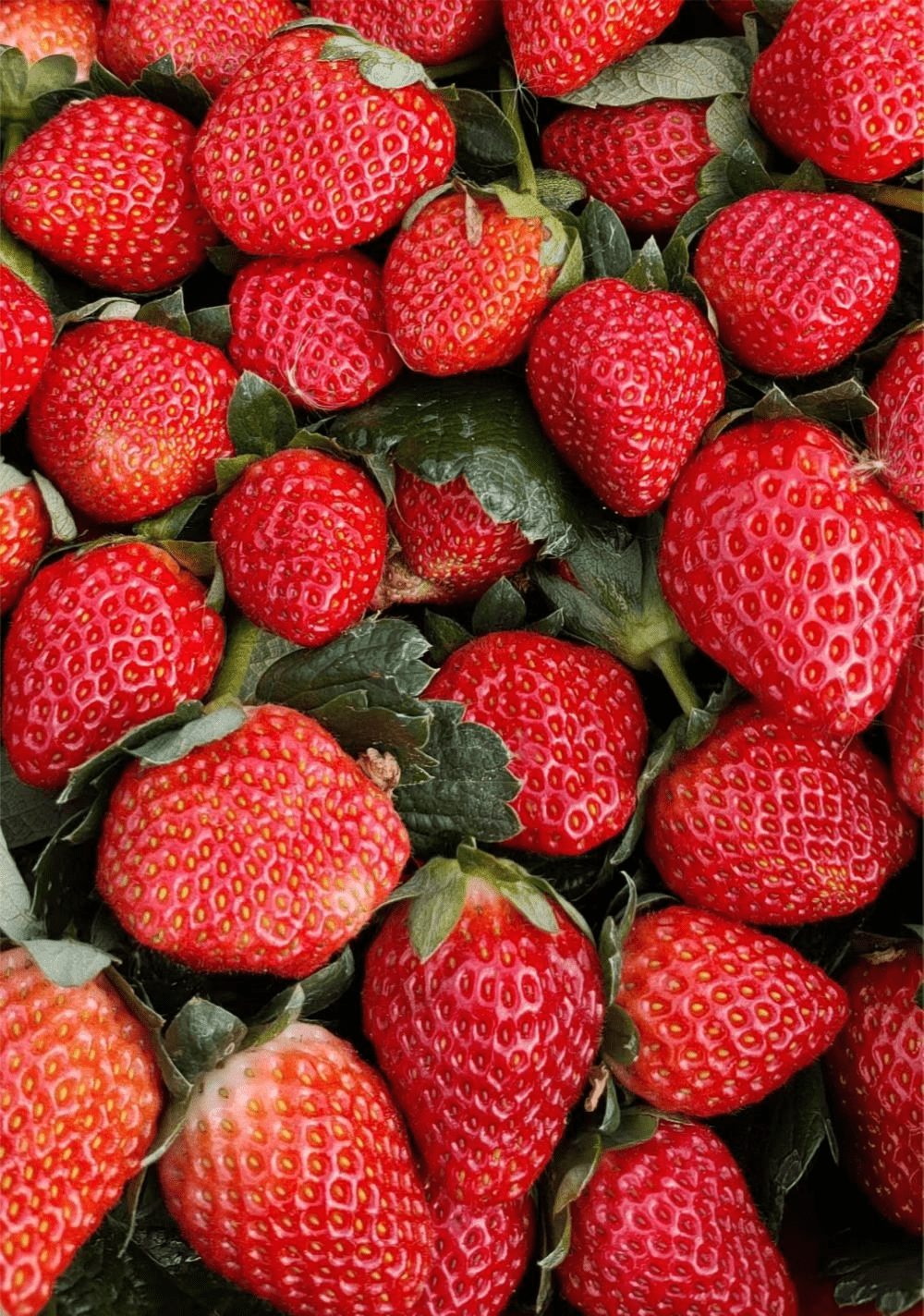 永仁小草莓成就美丽乡村"大产业"