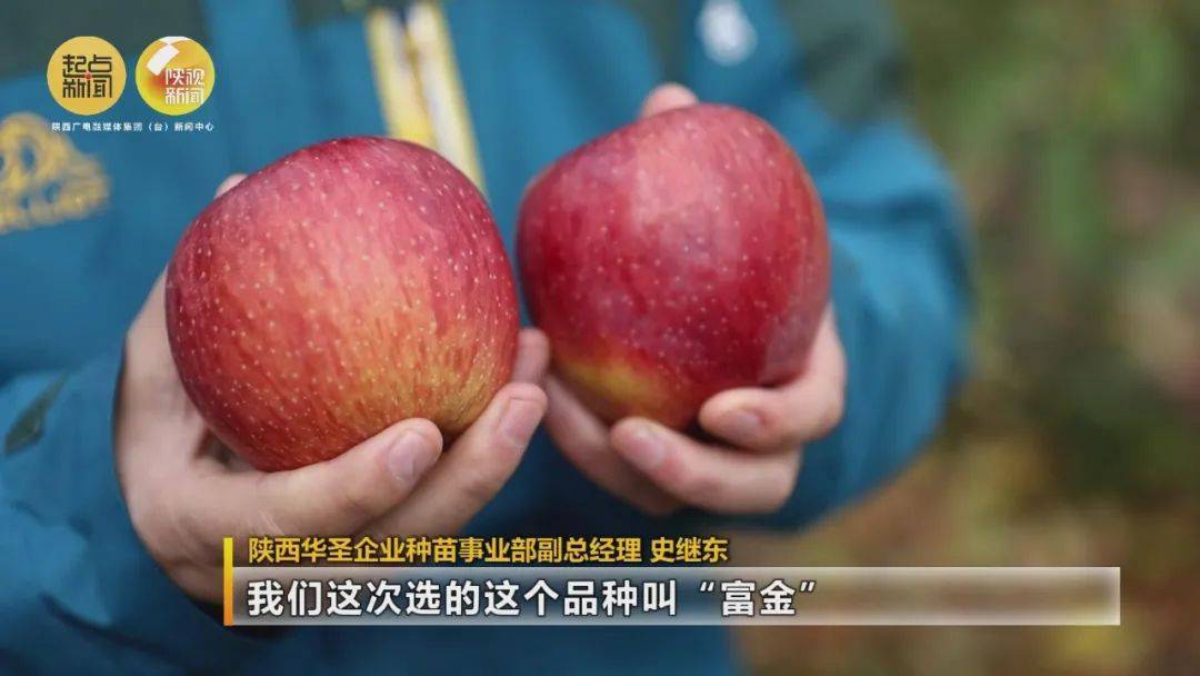 航天员们,你们思念的陕西苹果又来啦!_王冬_水果_西安