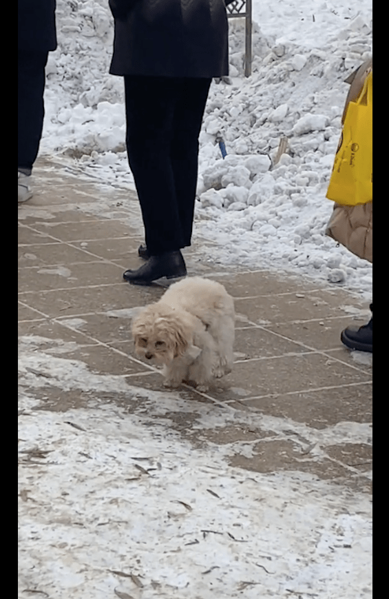零下20度狗狗出来散步,被冻得一直抬脚不敢落地,狗:我要穿鞋子_反应