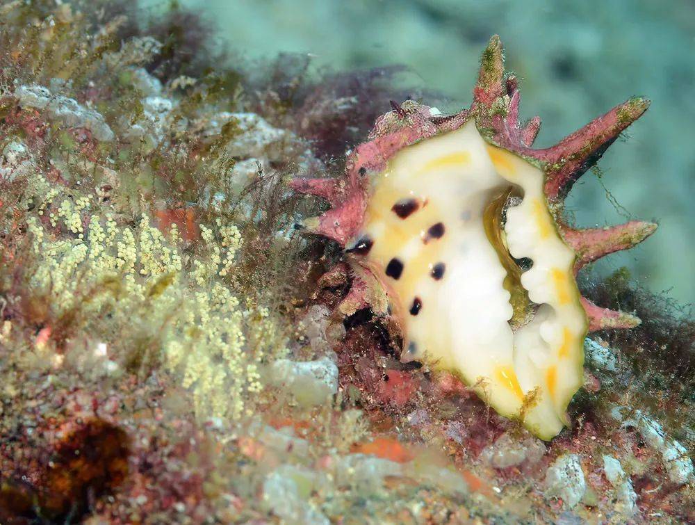 寻宝深圳市海之洋贝壳博物馆 │ 初识黄斑核果螺_学名_中国_uwkwaj