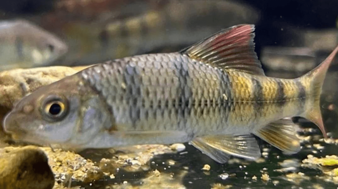 这些"稀有"淡水鱼,你吃过几种?有的卖到50万一公斤_长江_鲥鱼_美味