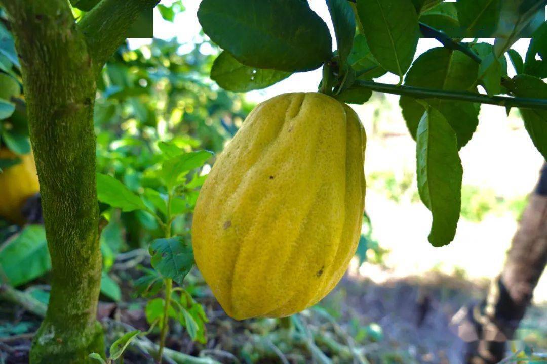 香橼是个"宝",快来解锁它的n种吃法!_芒市_果肉_菜市场