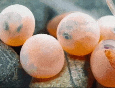 鱼卵的结构图图片