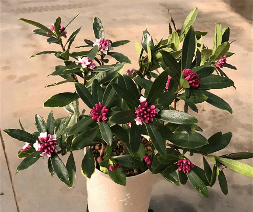 越冷越香的瑞香花,入冬后这样养,春节就能开花_花苞_植物_环境