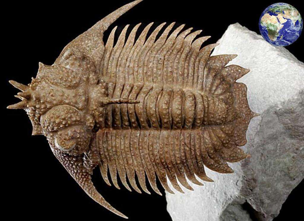 生物发展和动物演化产生了很大影响,震旦纪生物的形态都十分稀奇古怪