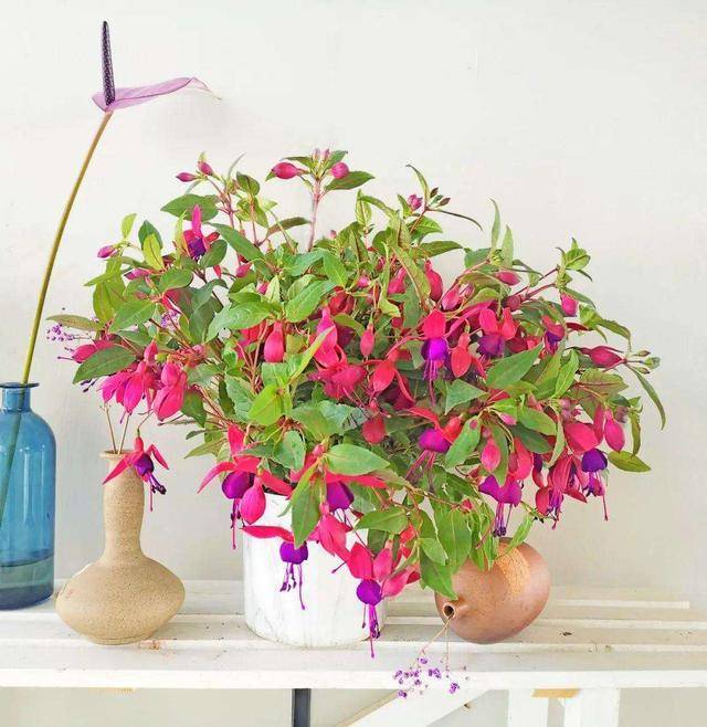 倒挂金钟又名灯笼花,吊钟海棠, 开花犹如一个个的小灯笼,漂亮又独特