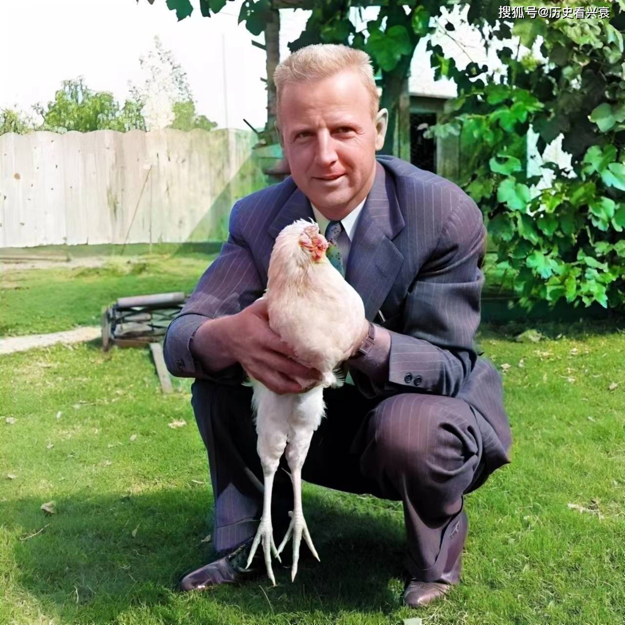 美国一个农场主利用一只没有头的鸡赚钱,摇身一变成了有钱人_奥臣