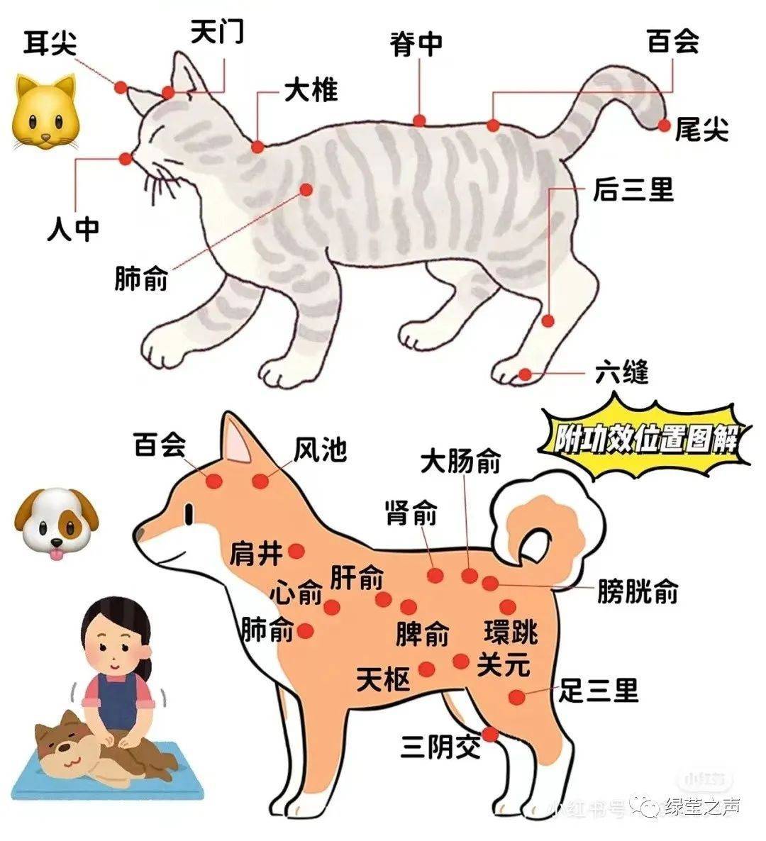 另外附送一张猫狗身上穴位图.想给自己宠物艾灸的朋友可以试试哦!