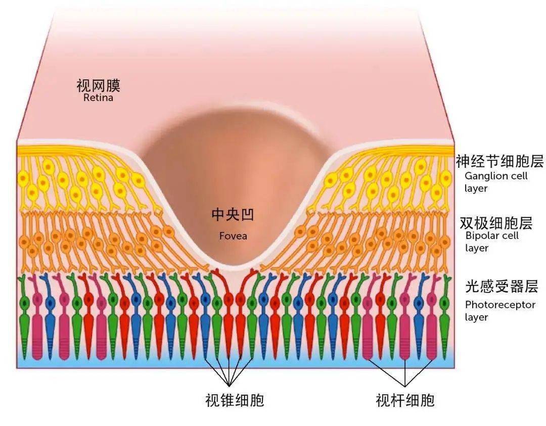 视杆细胞结构图图片