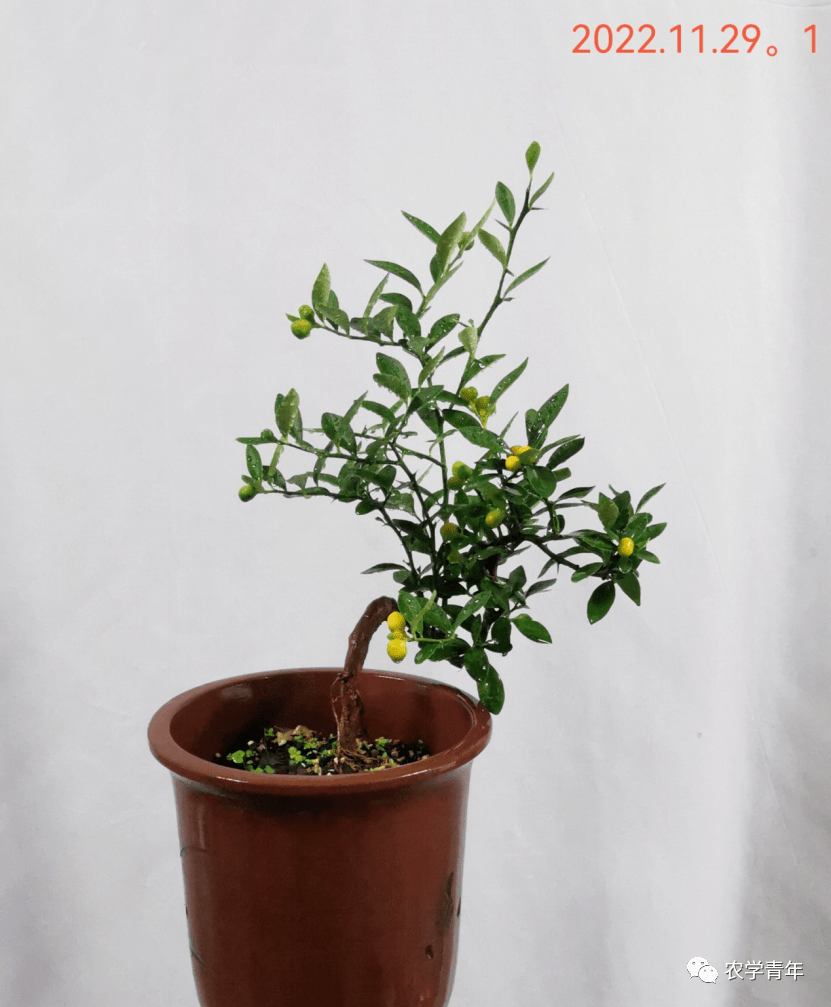 工匠日志|四盆"相思豆"_金豆_盆景_柑橘