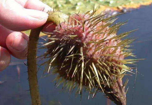 家乡美食之清炒鸡头米梗,清脆爽口,美味营养_外皮_手套_大火